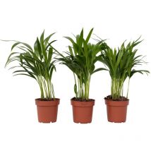 Palmier areca - Set de 3 - Dypsis lutescens - Hauteur 30-45cm - 12cm