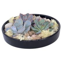 Mélange de Jardin Noir - Echeveria lilacina - Hauteur 8cm