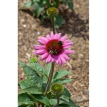 Echinacea purpurea 'Little Magnus' -r- p 1