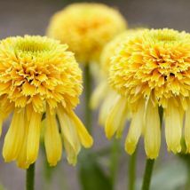 Plantes Avenue - chinacée Lemon Drop | Conditionnement: Lot de 5 godets