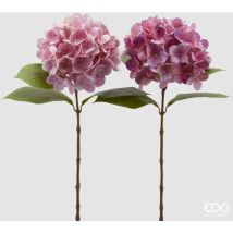 Ortensia Nobile Rosa Scuro H60 - EDG