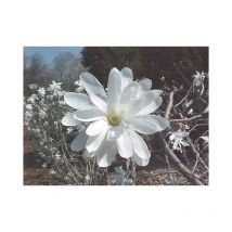 Edler Frühjahrsblüher Sternmagnolie ca. 60-80 cm hoch