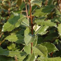 Elaeagnus ebbingei/Pot de 1,5L