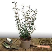 Elaeagnus ebbingei/Pot de 5L
