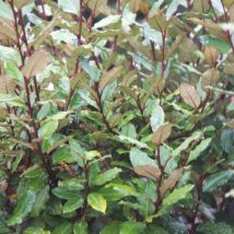 Elaeagnus Compacta/Pot de 10L