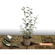 Elaeagnus Compacta/Pot de 3L
