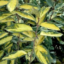 Elaeagnus panaché Limelight/Pot de 7,5L
