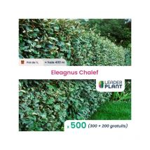 500 x Eleagnus ebbingei Chalef en pot de 1 L