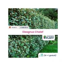 11 x Eleagnus ebbingei Chalef en pot de 1 l