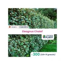 300 x Eleagnus Chalef en pot de 1 l