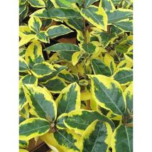Eleagnus x ebbingei aureovariegata vaso 18cm