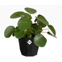 Elho B.For Rock 14cm Display Pot LIVING BLACK