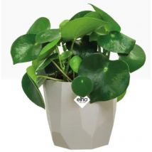 Elho B.For Rock 14cm Display Pot WARM GREY