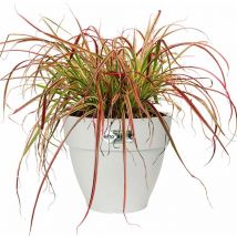 Blumentopf vibia campana Abstandhalter Übertopf Pflanzkasten Pflanzentopf Pflanzgefäß weiß Kunststoff outdoor rund/11,3 Liter - Elho