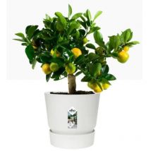 Elho Greenville Round Pot & Base WHITE 25cm