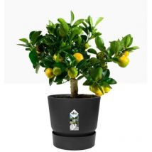 Elho Greenville Round Pot & Base LIVING BLACK 25cm