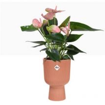 Elho Vibes Fold Coupe Tall Pot 14cm Delicate Pink - Pack (4)