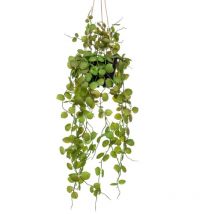 Plante artificielle suspendue Ceropegia 50 cm en pot Emerald