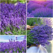 Lavendelsamen 1300 – Duftende Wildblumen, Einfache Kultur Im Garten, Töpfe & Balkon