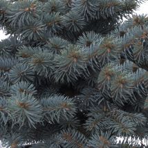 Plantes Avenue - picéa bleu pungens Glauca Globosa/Pot de 5L