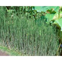 Equisetum variegatum p 0,5