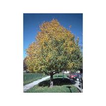 Clôture bois – Érable champêtre – Hauteur 800 cm – Pot de 2L/3L – Le Jardin Du Pic Vert