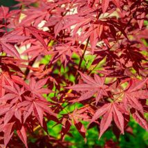 Erable du Japon Pourpre (Acer Palmatum Atropurpureum)