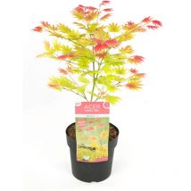 Plant In A Box - rable du Japon - Acer palmatum 'Moonrise' - Hauteur 40-50cm - 19cm