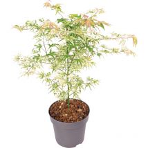 Plant In A Box - rable du Japon - Acer palmatum 'Ukigumo' - Hauteur 50-60cm - 19cm