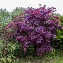 Rable du Japon Bloodgood/Pot de 4L