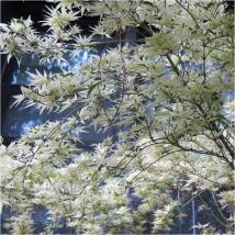 Plantes Avenue - rable du Japon Butterfly/Pot de 4L