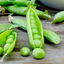 Erbse – 150 Samen – Freilandsorte – Einfache Kultur – Gartengemüse