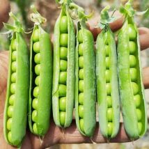 Erbsen Samen 15 Stück, Gemüse Saatgut Garten Ertragreich