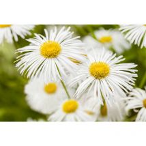Erigeron x cult.'Sommerneuschnee' p 0,5