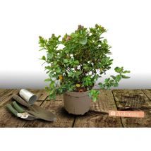 Escallonia iveyi/Pot de 4L