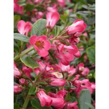 Escallonia Pride of Donard/Pot de 7,5L