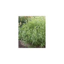 Estragon - lot de 2 godets - Plants de légumes