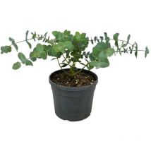 Pianta di Eucalipto profumato eucaliptus gunnii siepi e bordure in vaso 18 cm