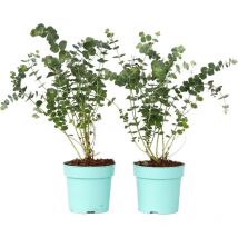 Plant In A Box - Gommier - Set de 2 - Eucalyptus pulverulenta 'Baby Blue' - H35-45cm - 15cm