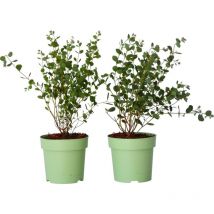Plant In A Box - Gommier - Set de 2 - Eucalyptus 'Botanic Hearts' - Hauteur 35-45cm - 15cm