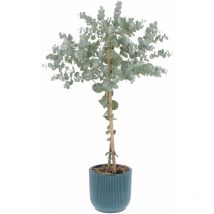 Eucalyptus Gunnii con Eco-Vaso Deep Blue - Alberello di Eucalipto - h 70-80 Vaso ø 15 cm