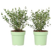 Gommier - Set de 2 - Eucalyptus parvifolia 'Oliva' - Hauteur 35-45cm - 15cm