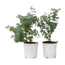 Gommier - Set de 2 - Eucalyptus 'Pulverulenta' - Hauteur 25-40cm - 13cm