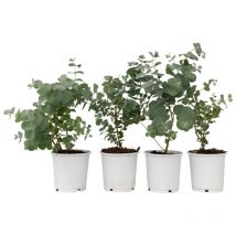 Gommier - Set de 4 - Eucalyptus 'Pulverulenta' - Hauteur 25-40cm - 12cm