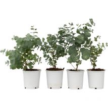 Plant In A Box - Gommier - Set de 6 - Eucalyptus 'Pulverulenta' - Hauteur 25-40cm - 12cm
