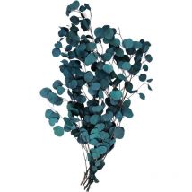 Eucalyptus réel fleurs séchées, eucalyptus Fleurs séchées fleurs séchées décoration de haute qualité ronde plante naturelle pure Feuille vie