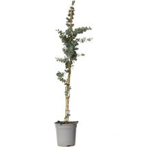 Gommier - Eucalyptus cinerea 'Silver Dollar' - Hauteur 100-110cm - 19cm