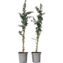 Plant In A Box - Gommier - Set de 2 - Eucalyptus cinerea 'Silver Dollar' - H100-110cm - 19cm