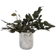 Plant In A Box - Bouquet de fleurs sèches - Eucalyptus stuartiana