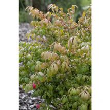 Pflanzen-für-dich.de - Korkflügelstrauch 'compactus' Euonymus Alatus 'compactus' C 4 30- 40